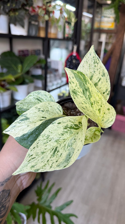 Pothus snow queen
