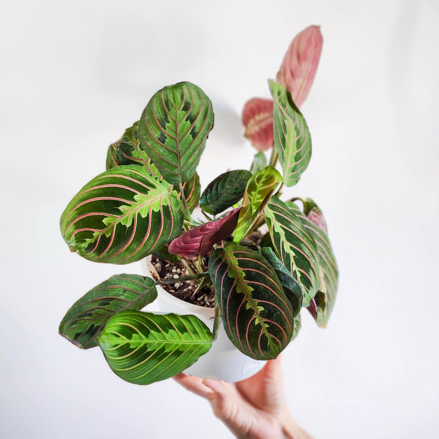 Maranta tricolor