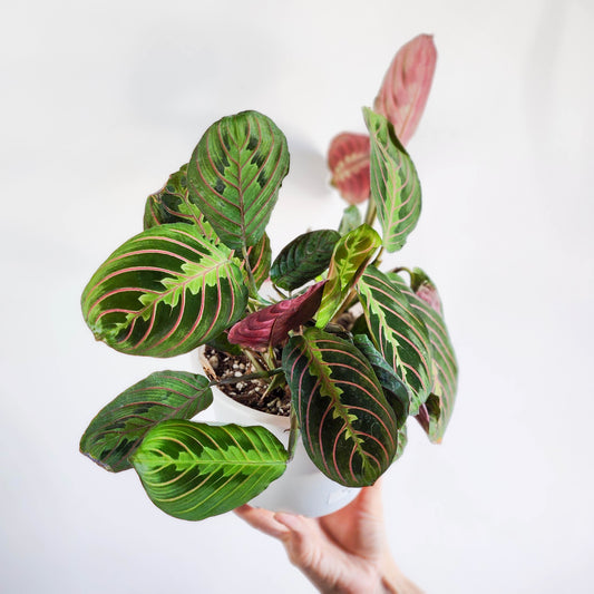 Maranta tricolor