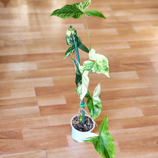 Singonio variegado