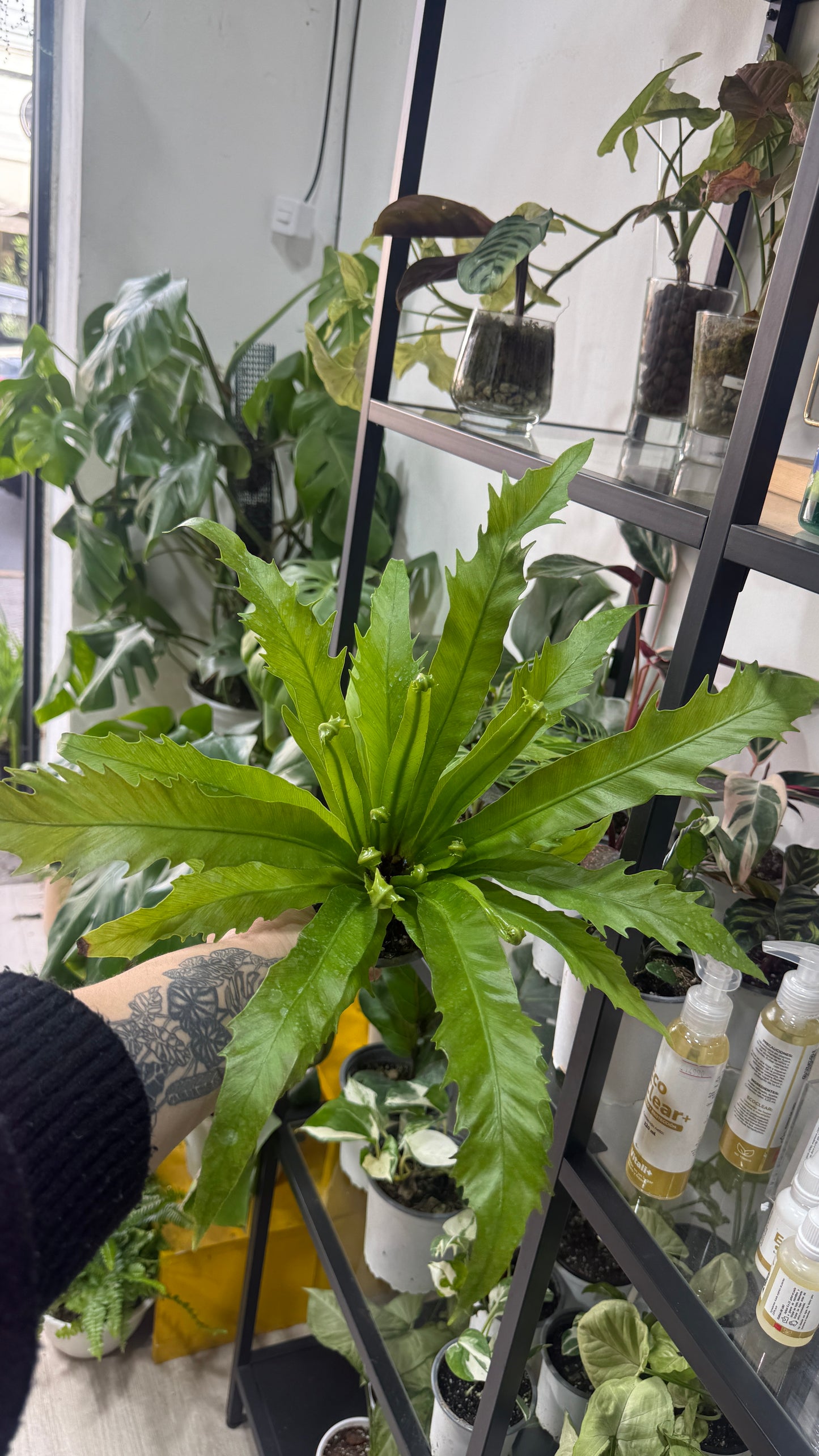 Asplenium Venus