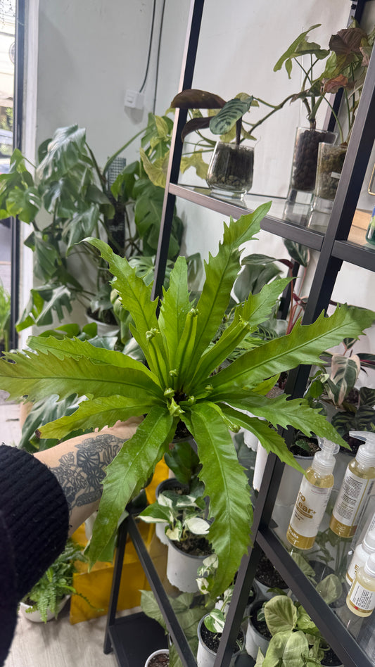 Asplenium Venus