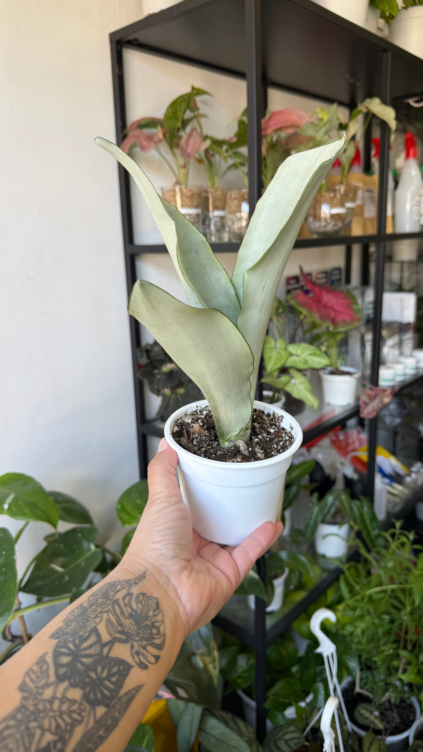 Sansevierias variedades