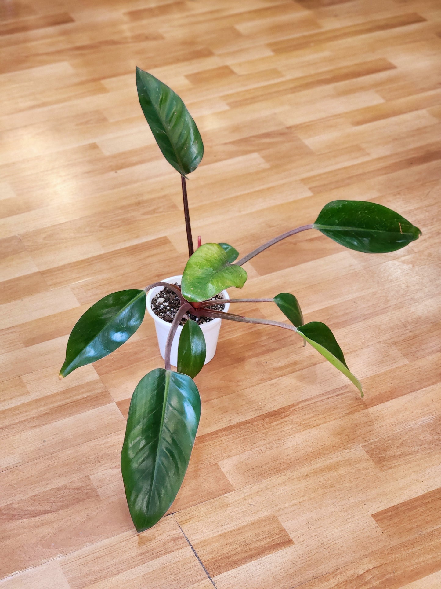 Filodendro Congo rojo