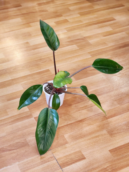 Filodendro Congo rojo