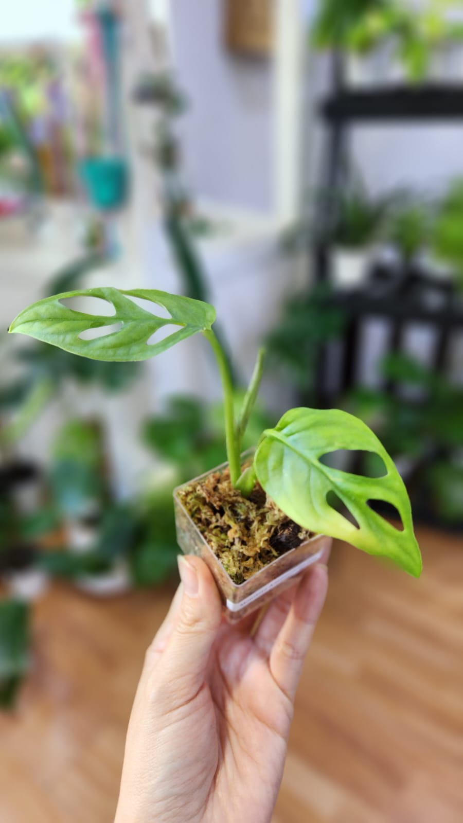 Baby plant