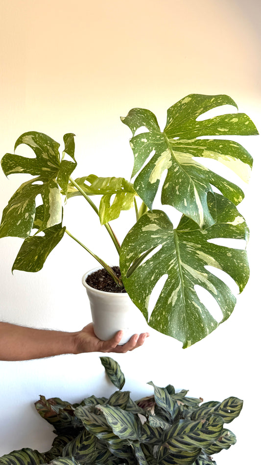 Monstera Thai