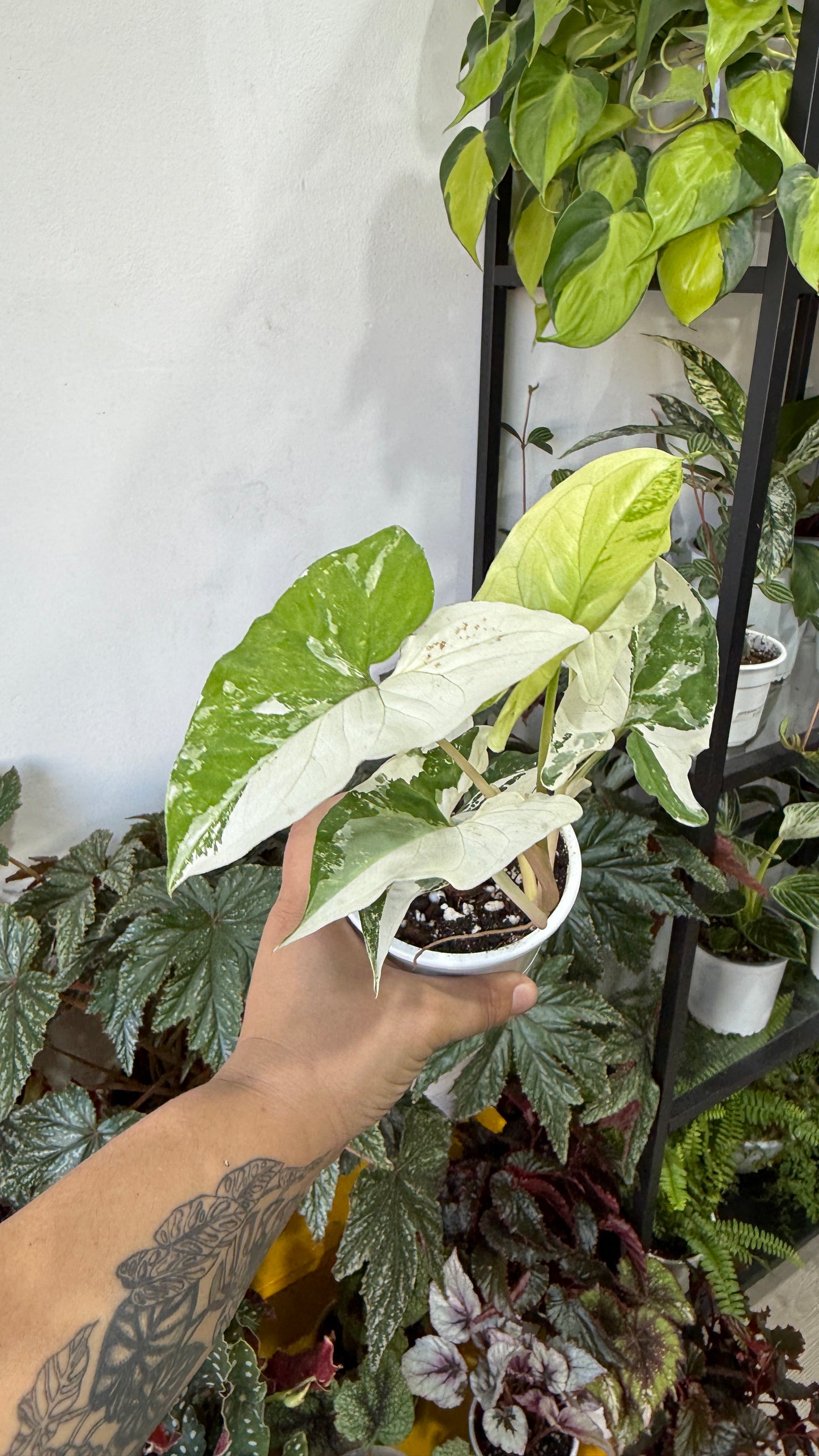 Singonio variegado