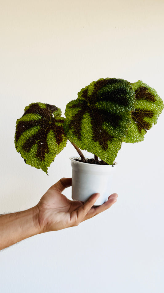 Begonia cruz de hierro