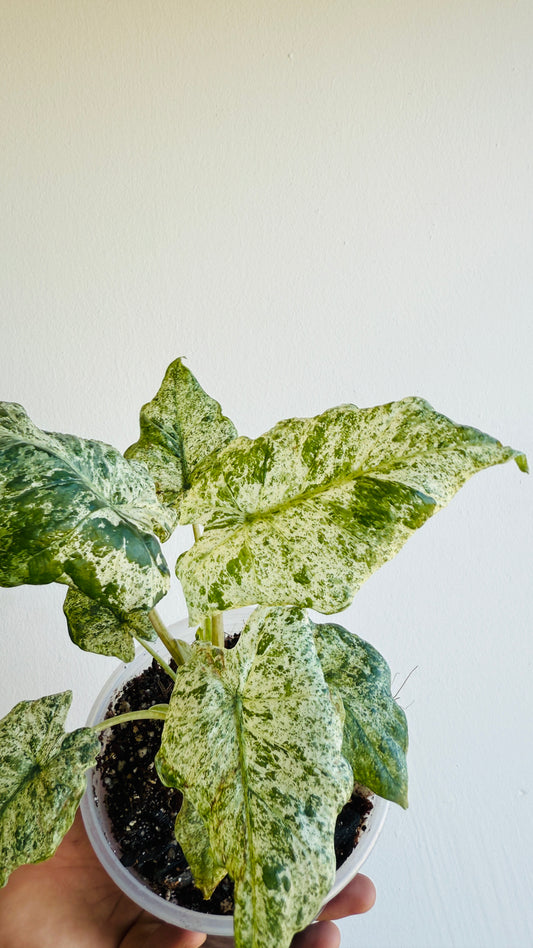Alocasia odora