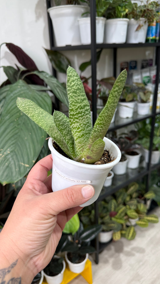 Gasteria carinata