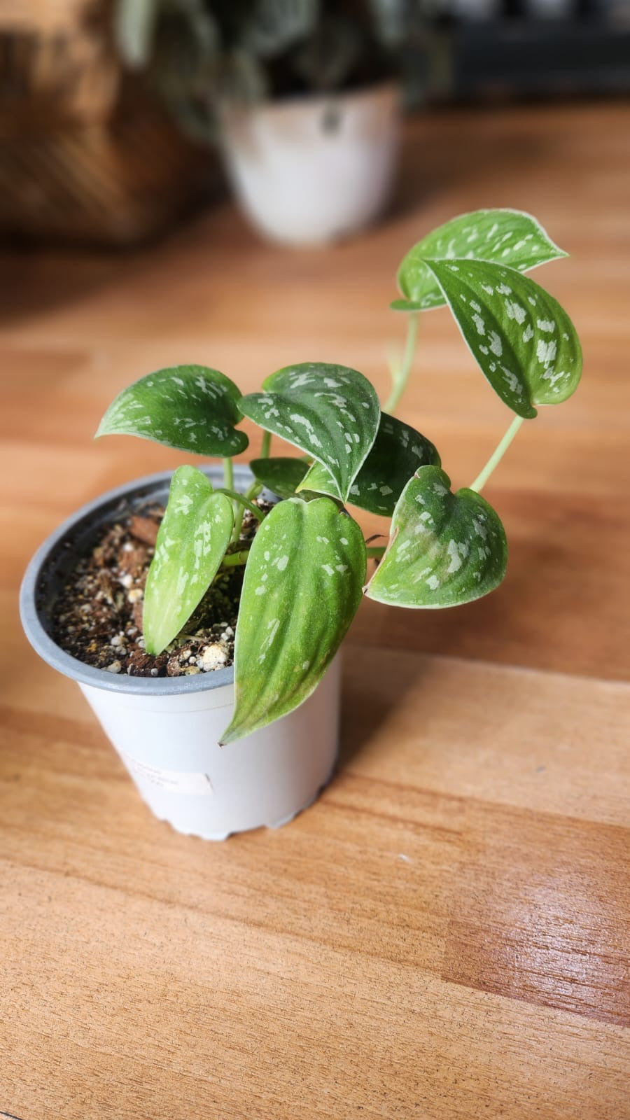 Sindapsus pictus argyraeus