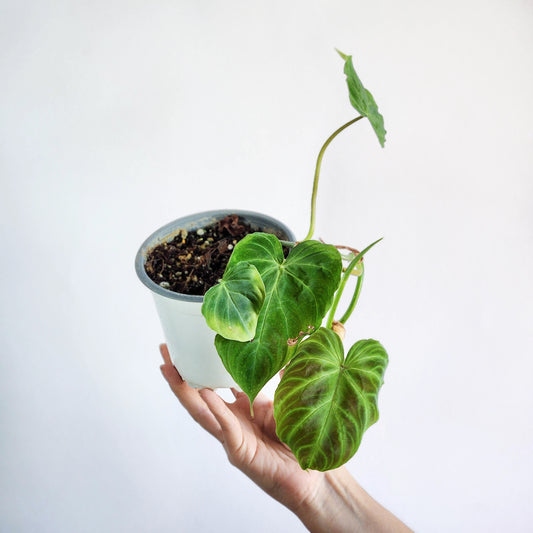 Filodendro verrucosum