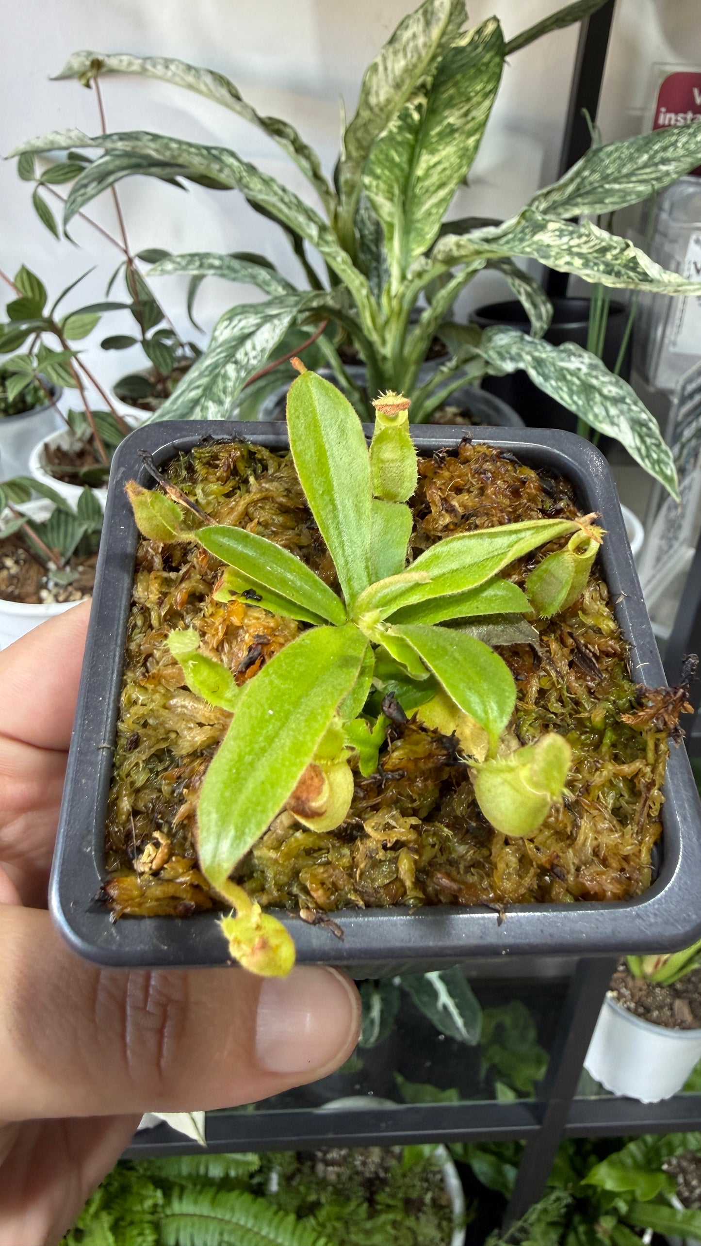 Plantas carnívoras