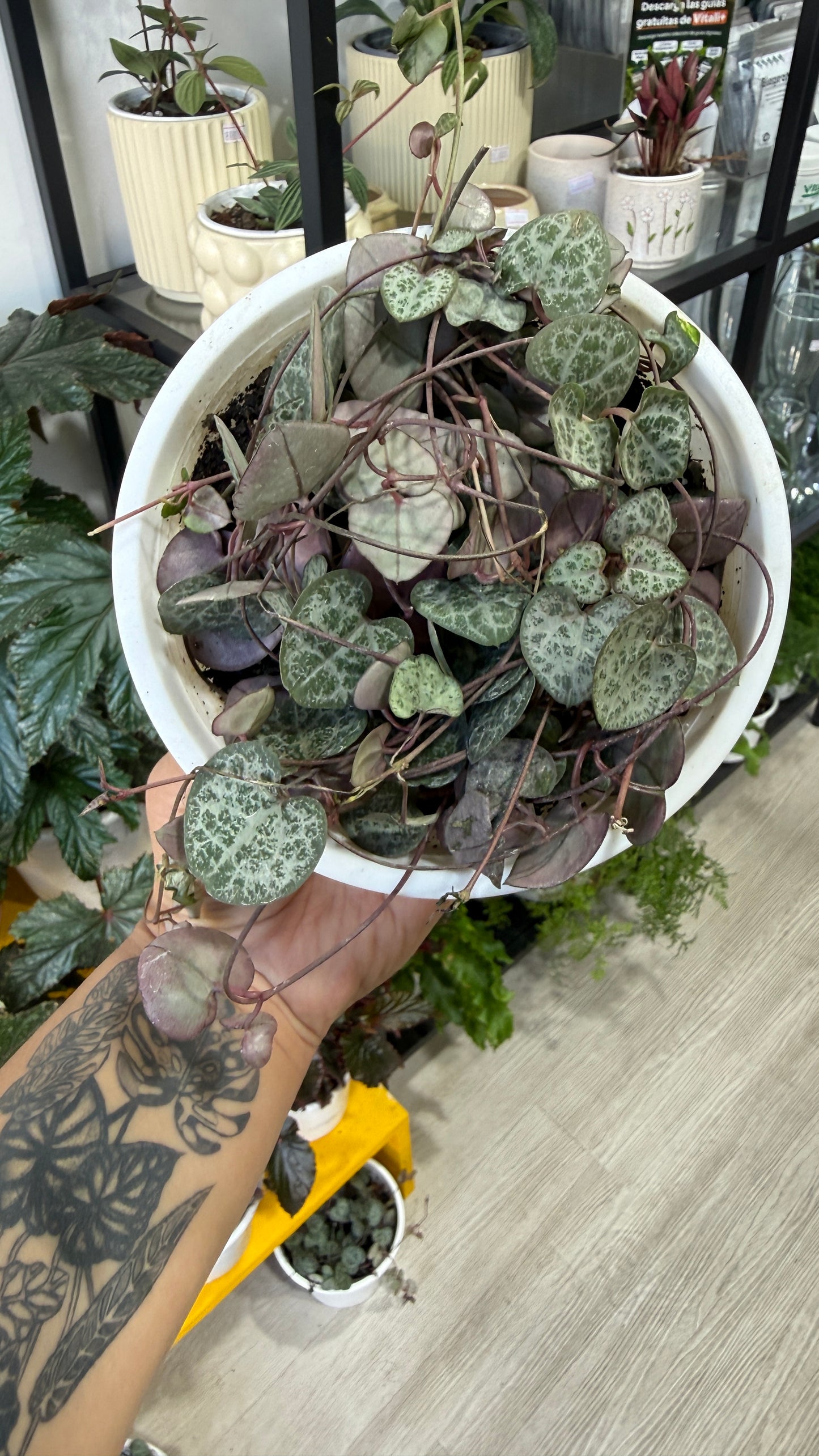 Ceropegia