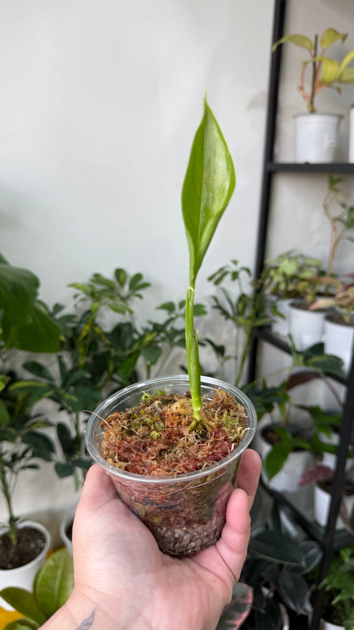 Baby plant