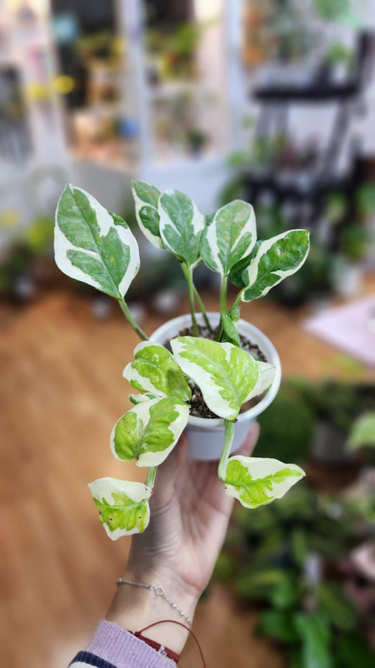Pothus n’joy