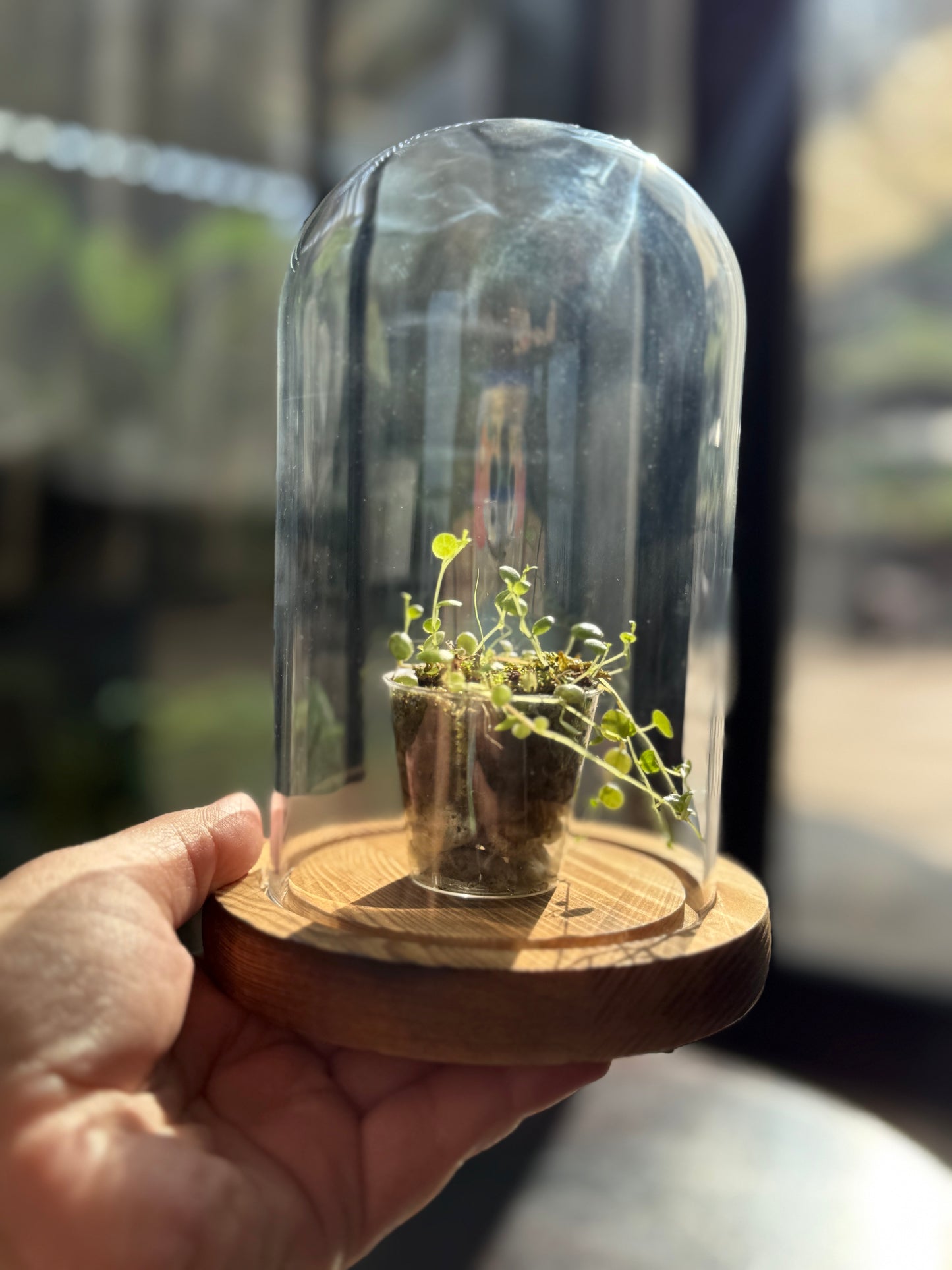 Cúpula con Peperomia