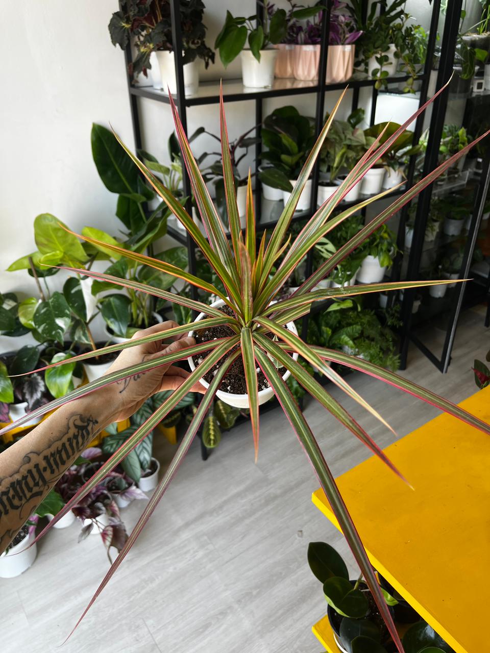 Dracena