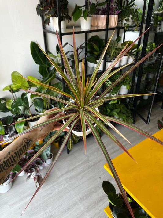 Dracena