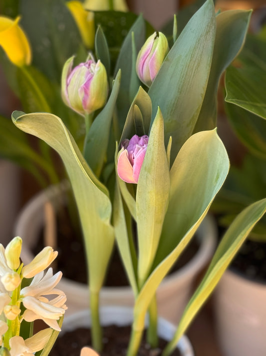 Tulipanes