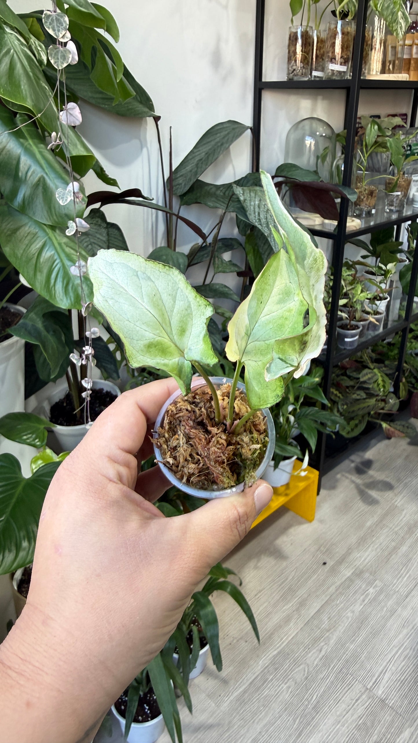 Baby plant