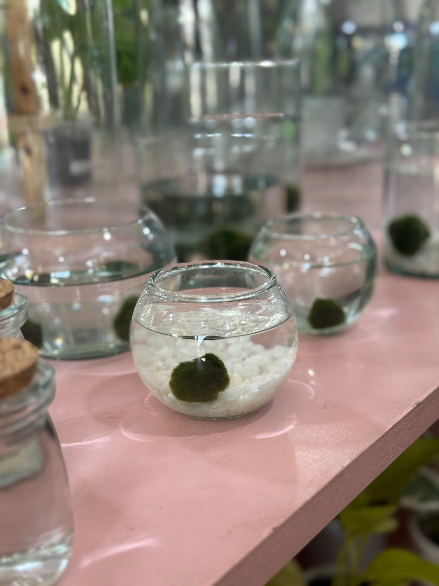 Marimo joven