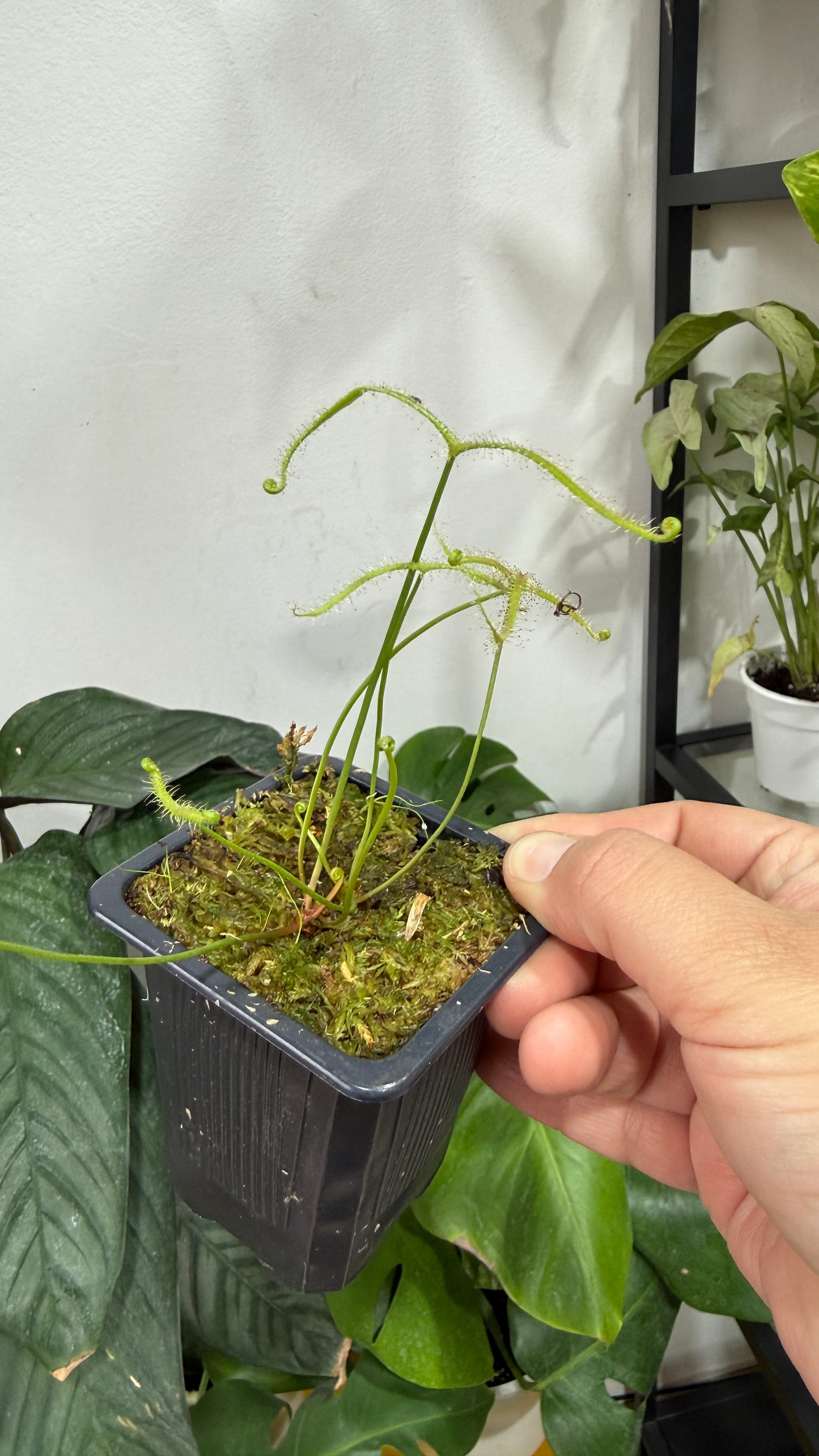 Plantas carnívoras