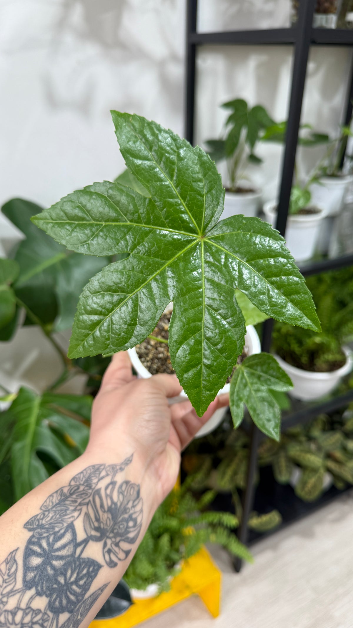 Aralia