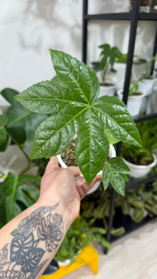 Aralia