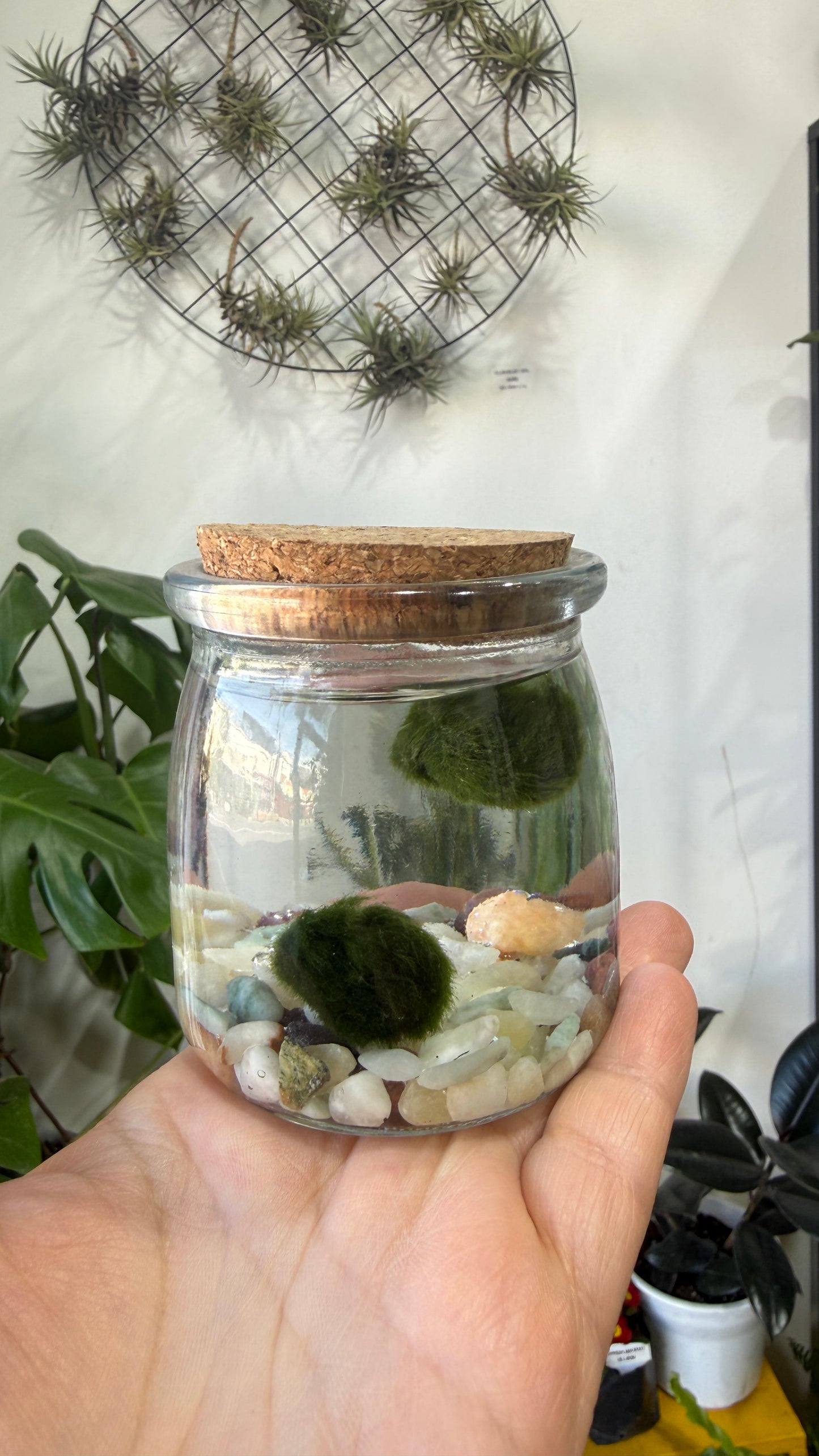 Marimo
