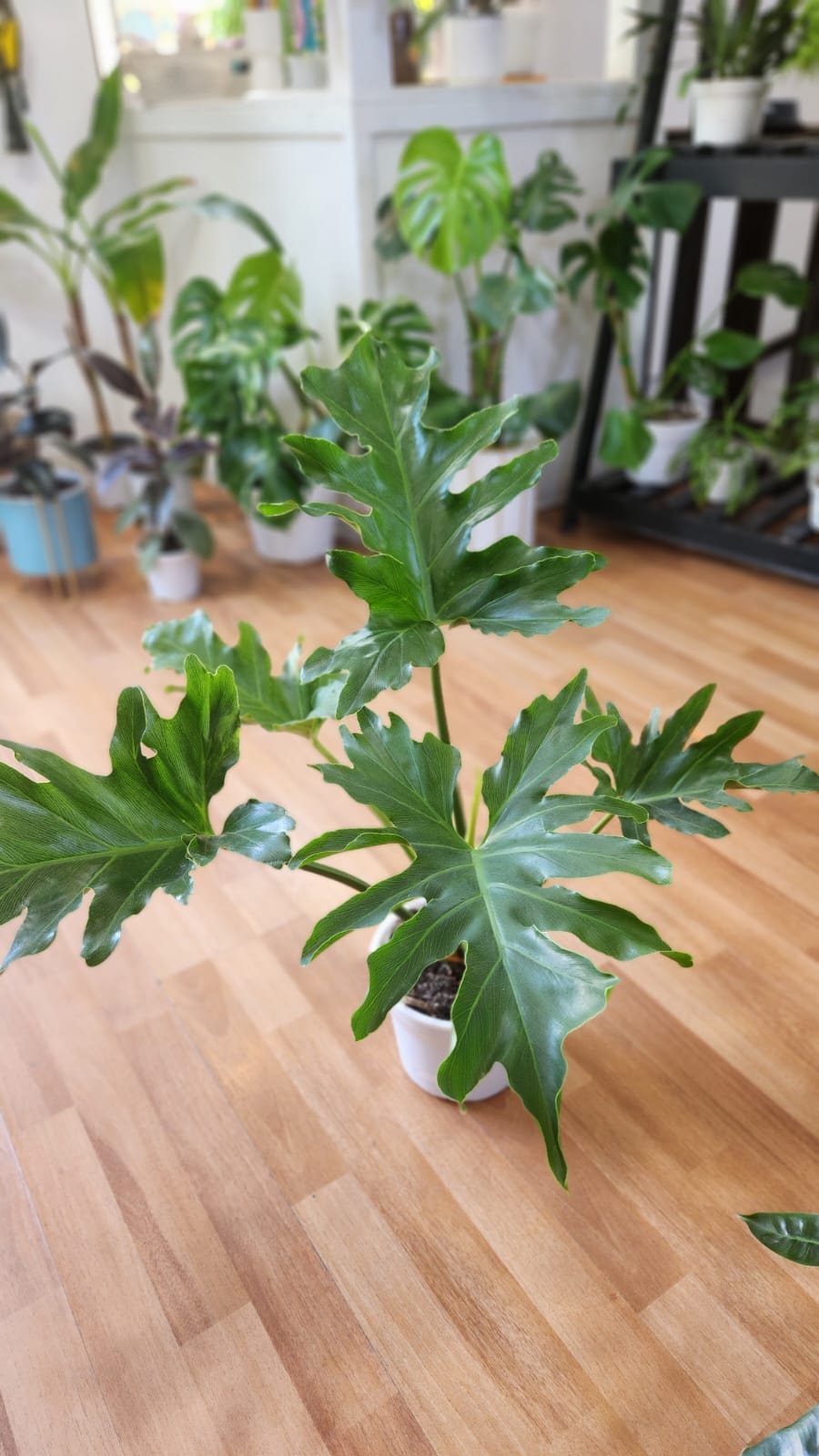 Filodendro paraguayo