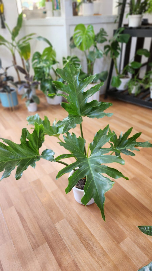 Filodendro paraguayo