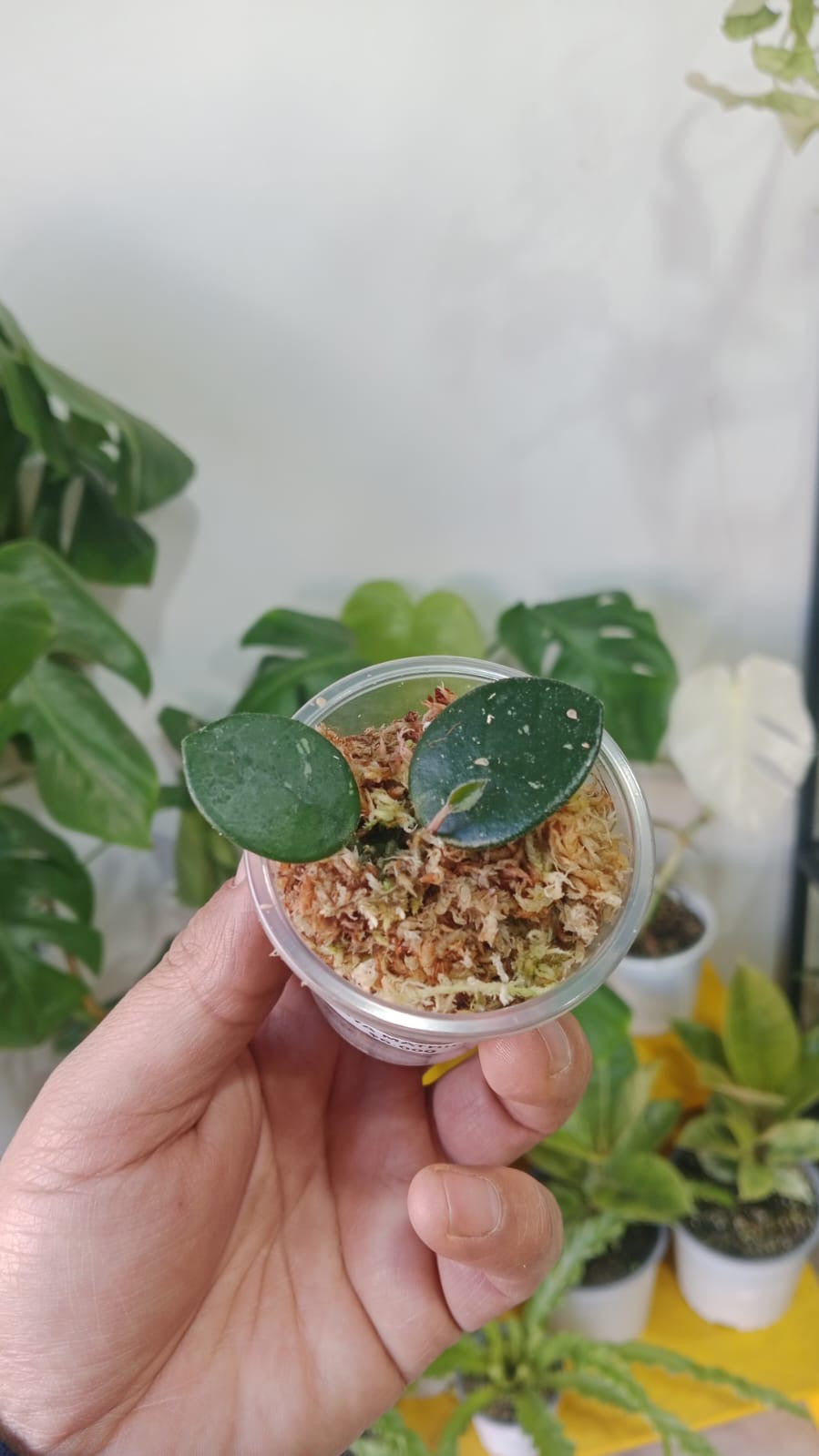 Baby plant