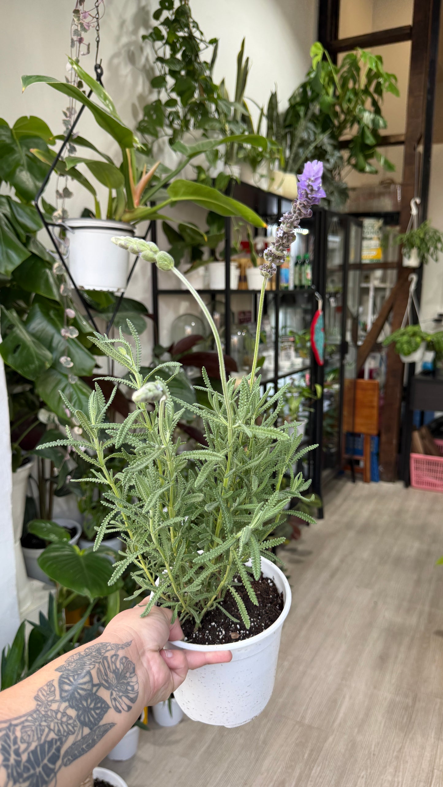 Lavanda francesa