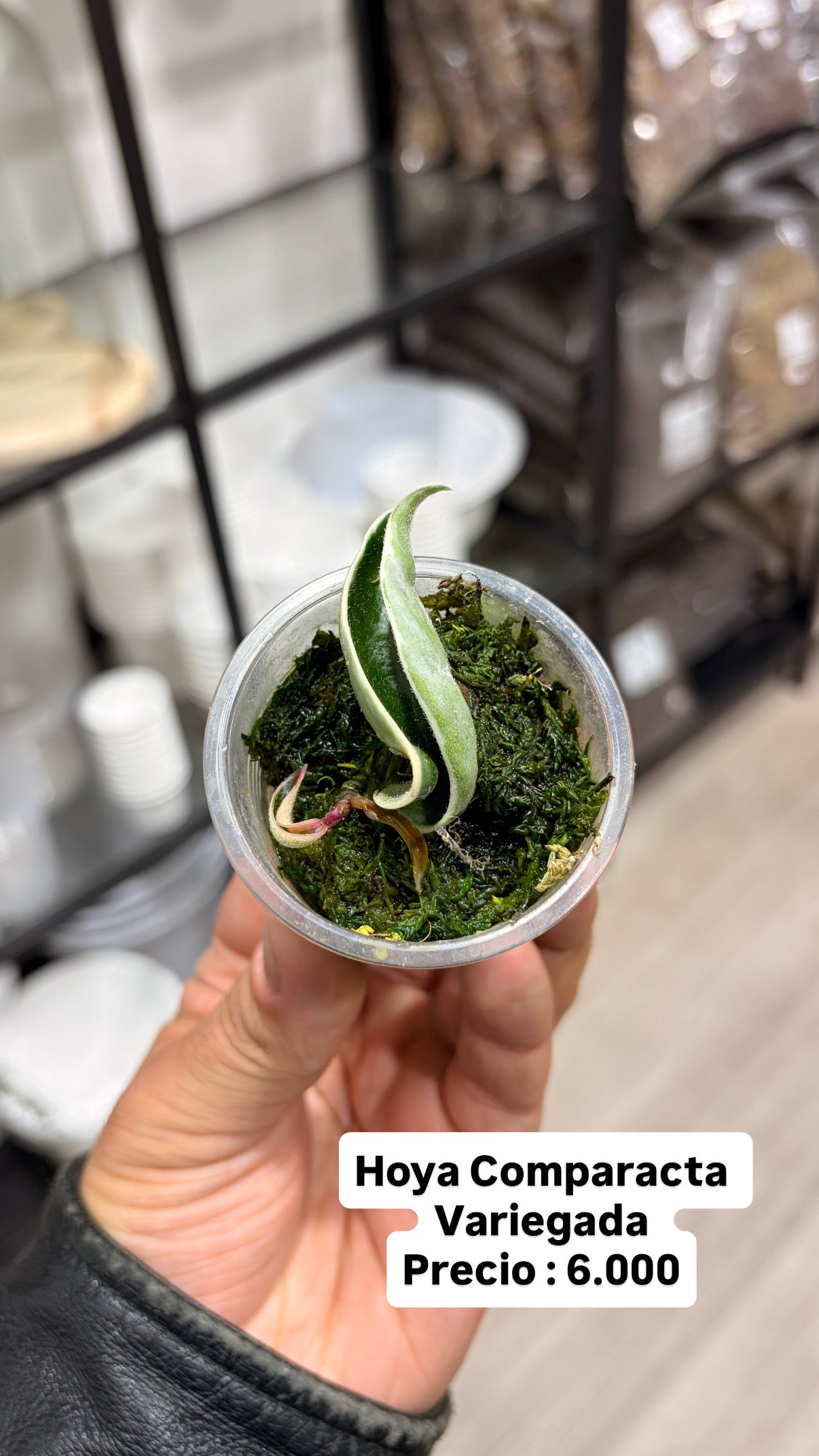 Baby plant