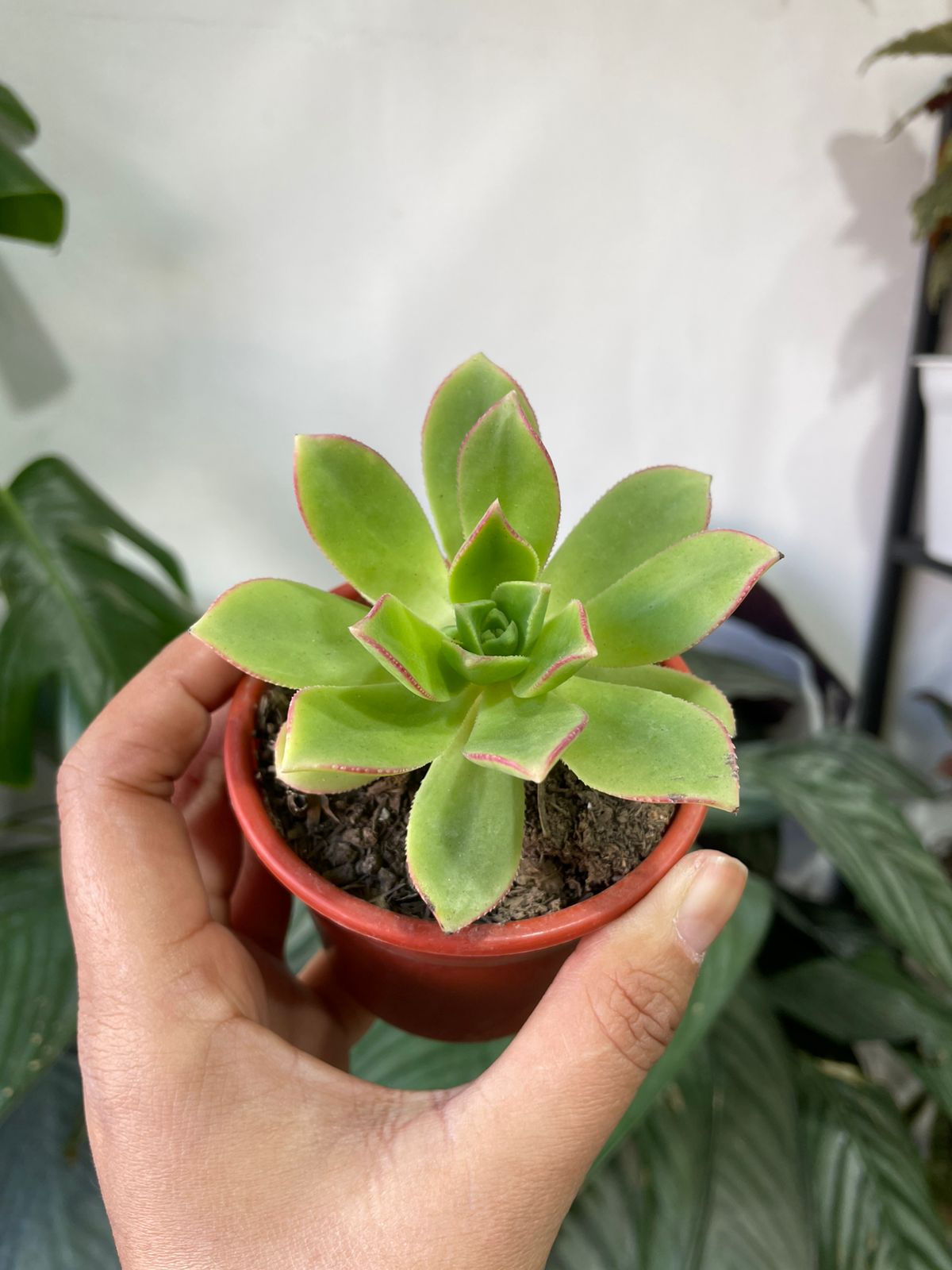 Suculentas y/o cactus