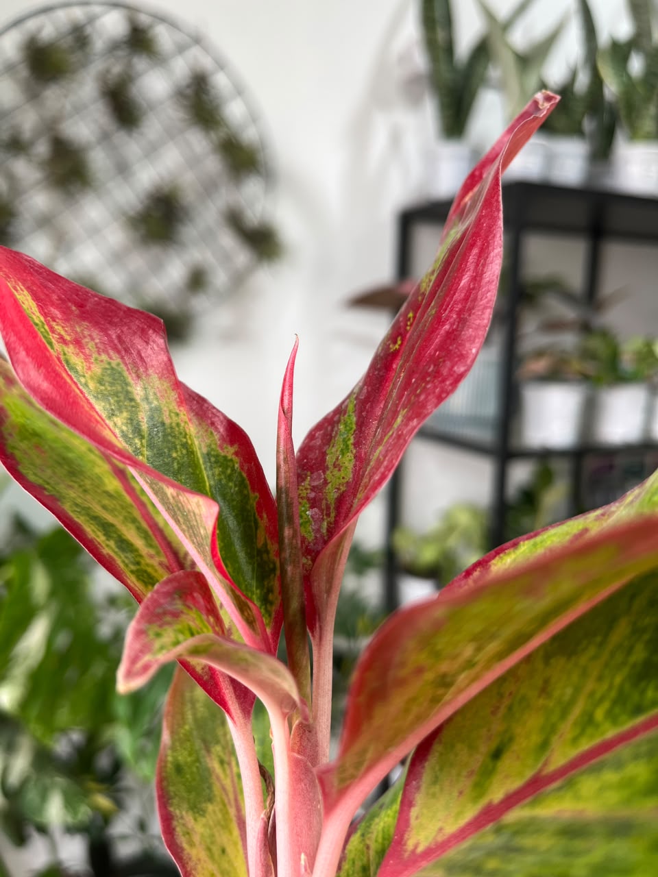 Aglaonema
