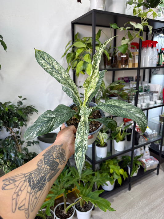 Spatifilium variegado