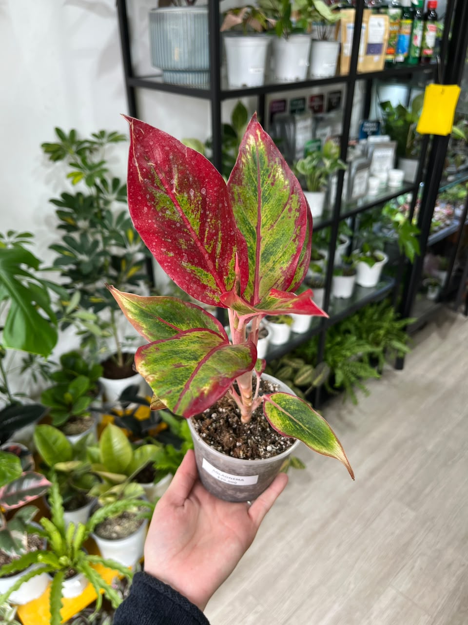 Aglaonema