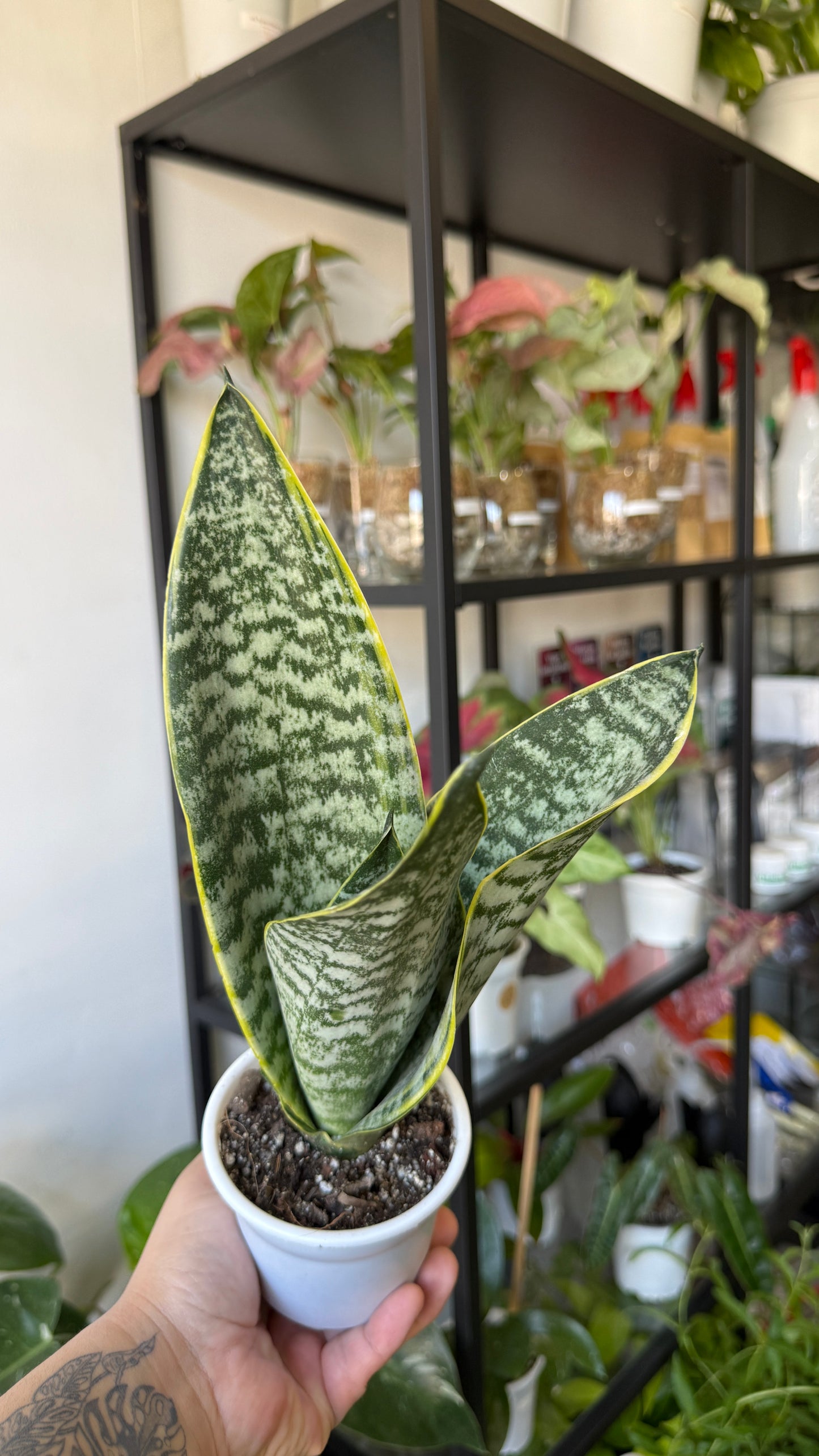 Sansevierias variedades