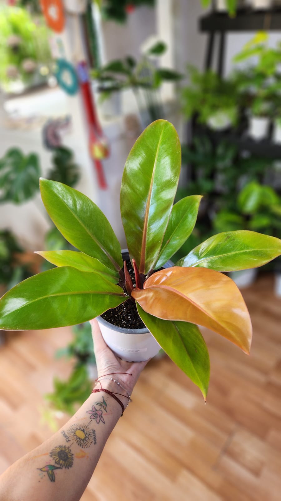 Filodendro prince orange