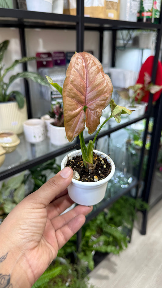 Singonio rosado mini