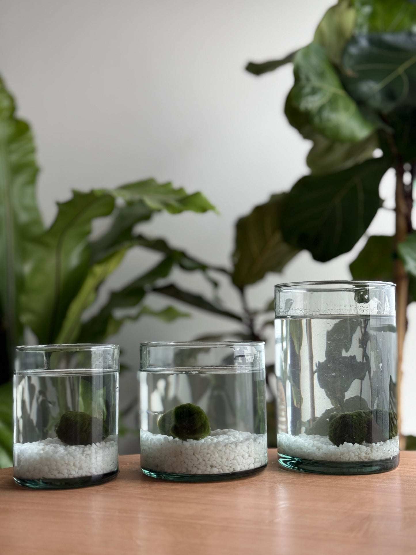 Marimo adulto
