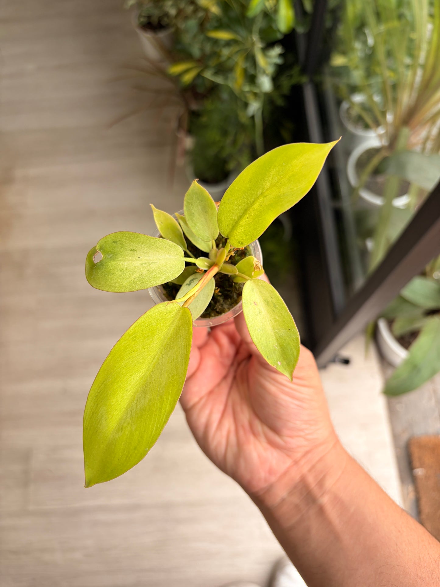 Baby plant