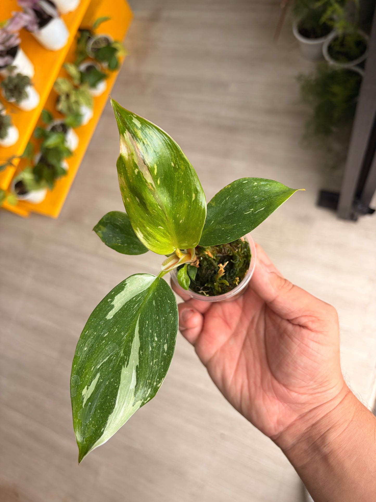 Baby plant