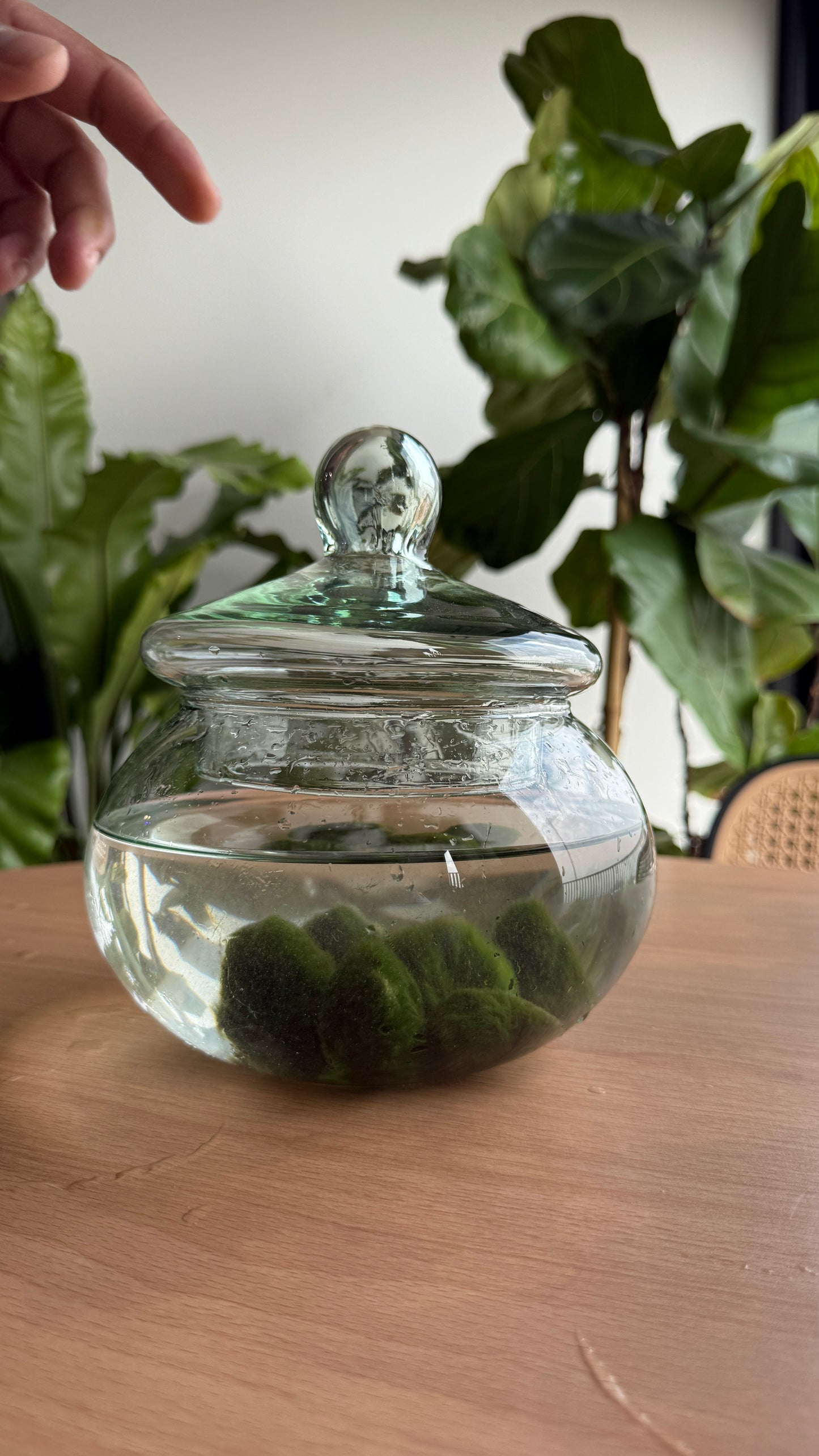 Marimo adulto