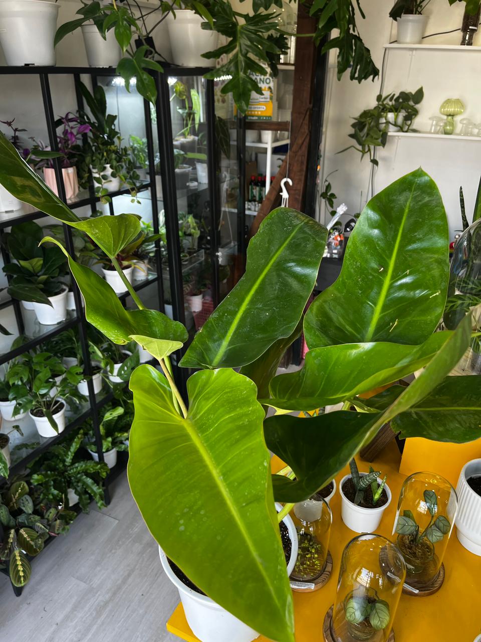 Filodendro Longifolio
