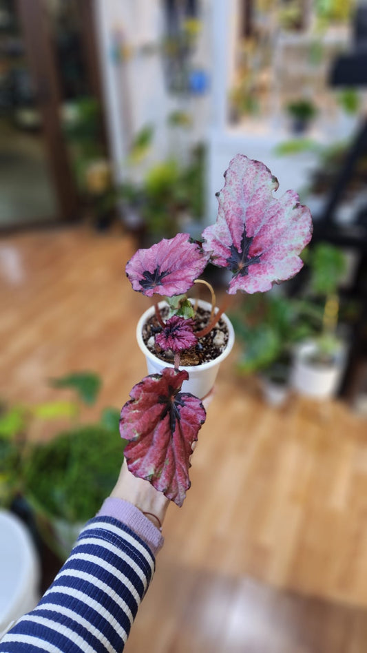 Begonia rex variedades