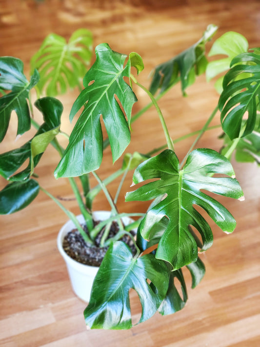 Monstera deliciosa